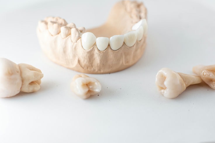 model of artificial jaw with teeth 2021 09 01 14 47 59 utc c